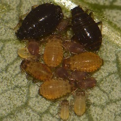 Chaitophorus salijaponicus